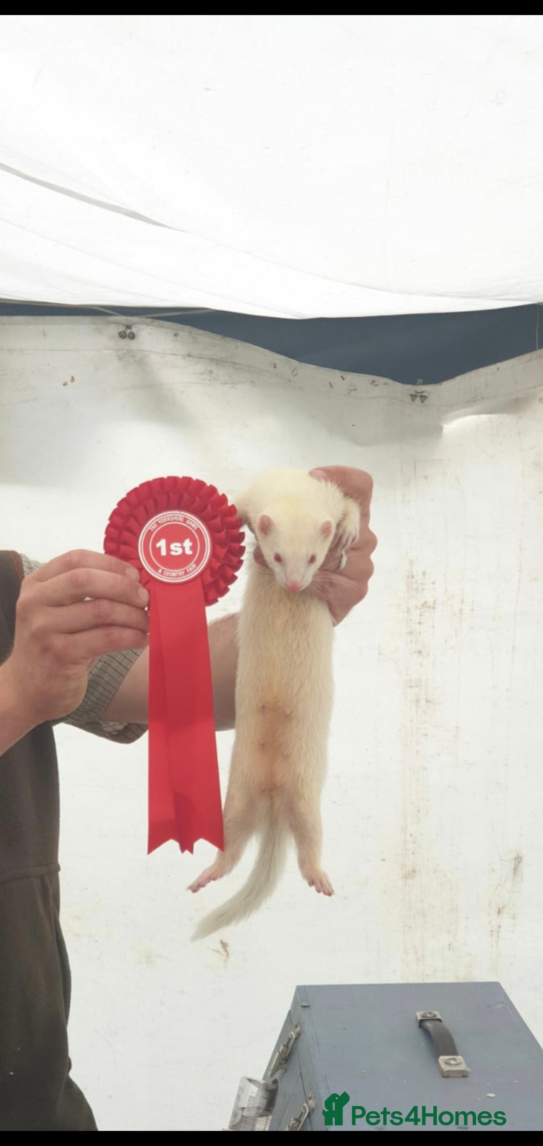 Ferret rodents for sale: Amazing Albino Ferret Kits - Image 4