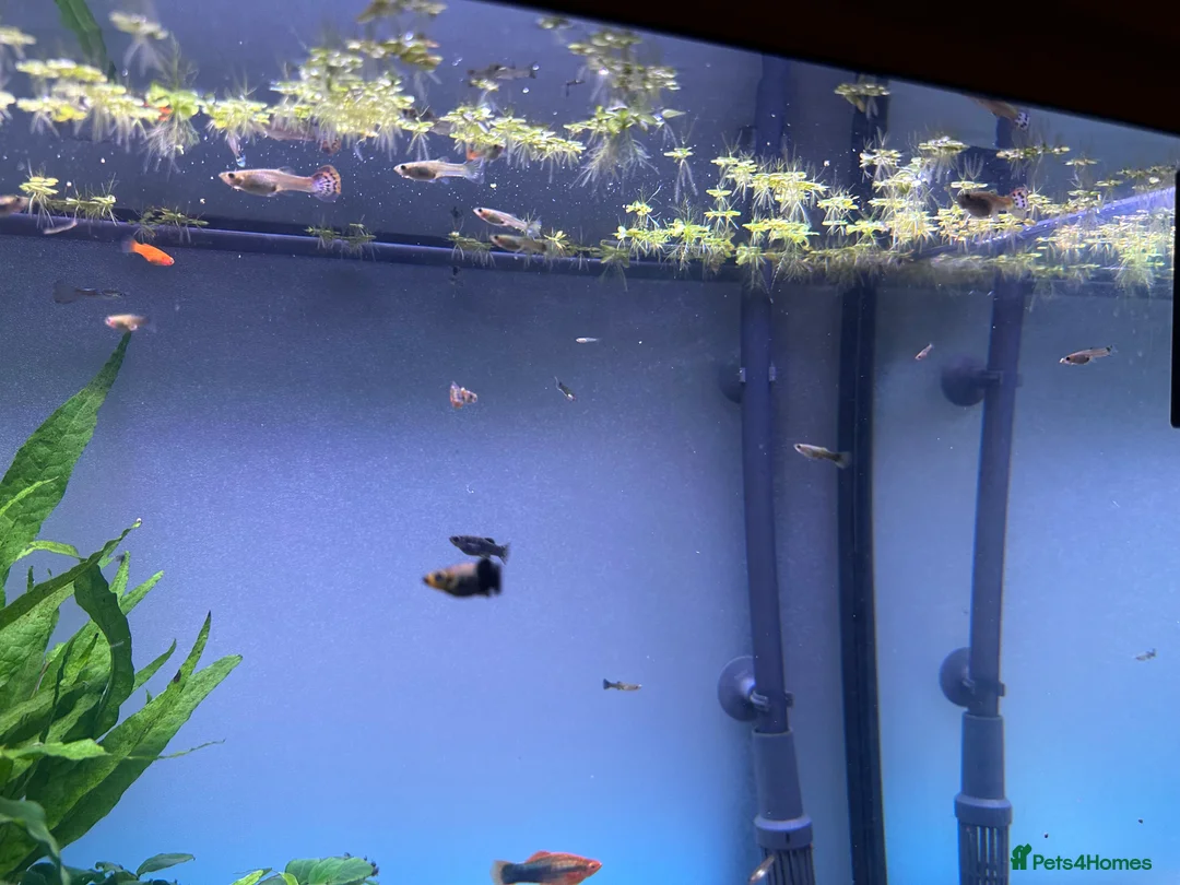 Live Bearers fish for sale: Guppies swords and Mollys  - Advert 4