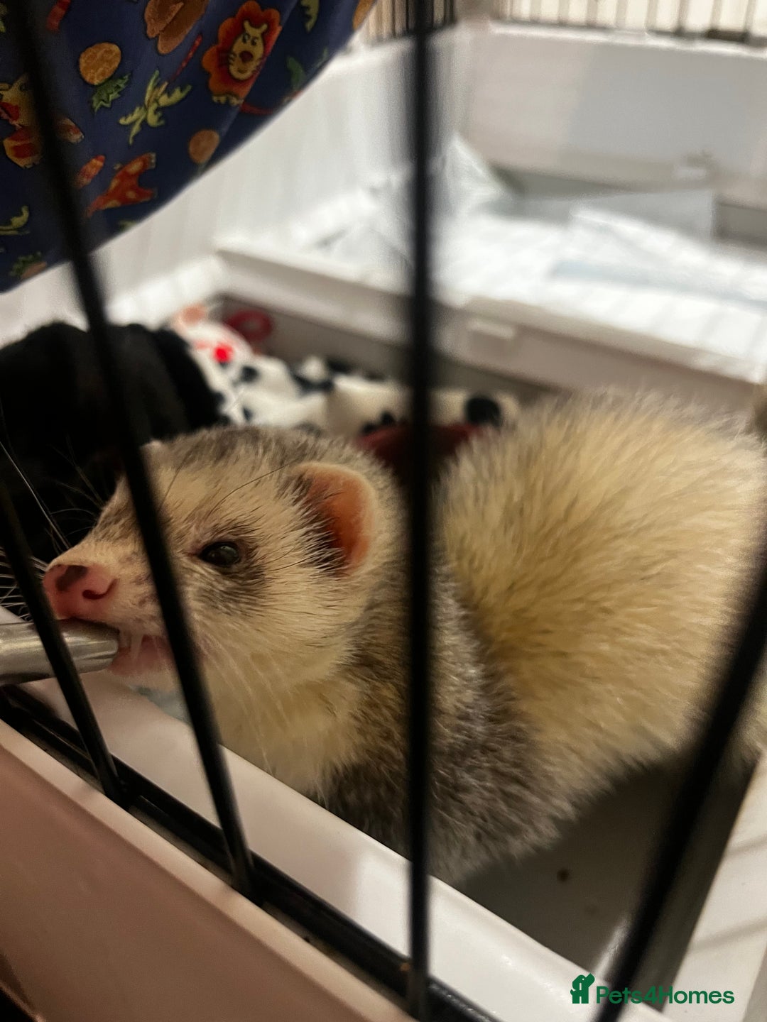 English rabbits for sale: Ferret  - Advert 8