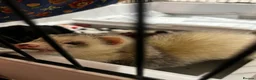 English rabbits for sale: Ferret  - Advert 8