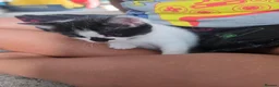 Brazilian Shorthair cats for sale: 4 georgous kittens looking for their forever home - Advert 18