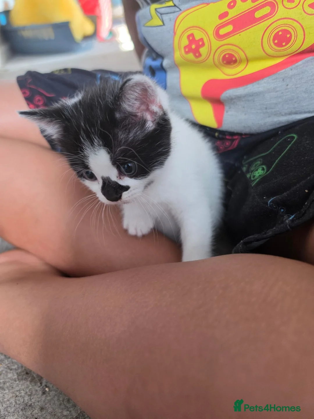 Brazilian Shorthair cats for sale: 4 georgous kittens looking for their forever home - Advert 18