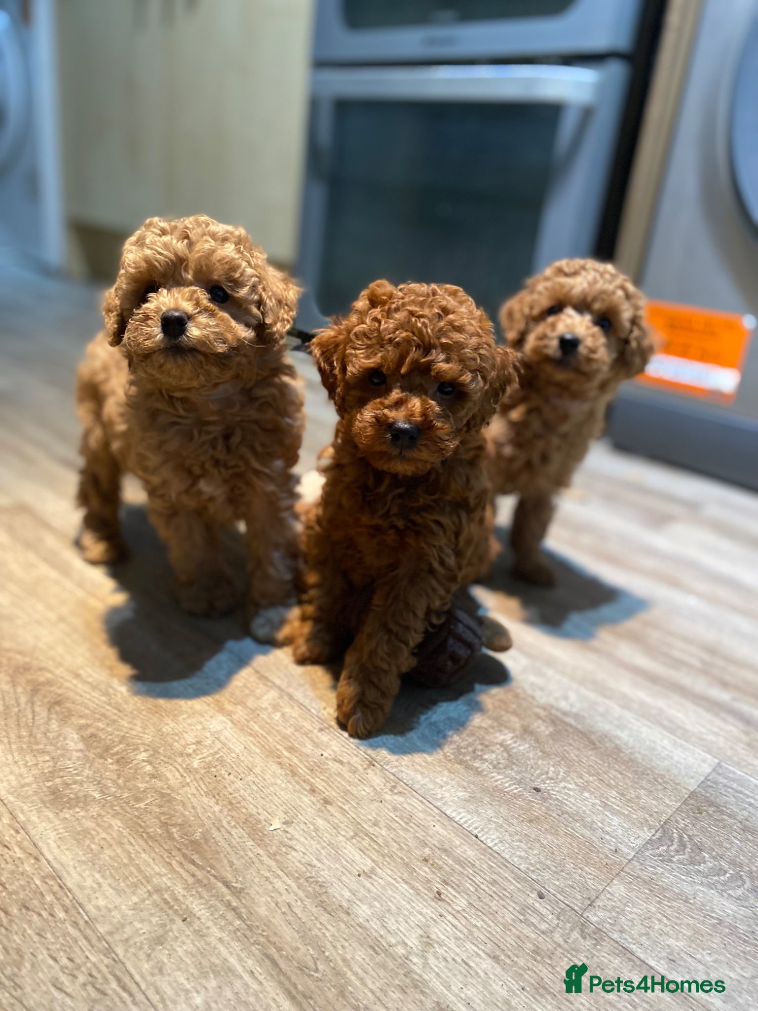 Toy Poodle dogs KC Toy Poodles Health tested - Advert 1
