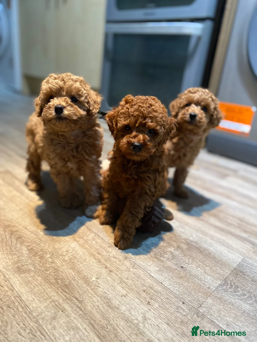 Toy Poodle dogs for sale: KC Toy Poodles Health tested - Advert 1