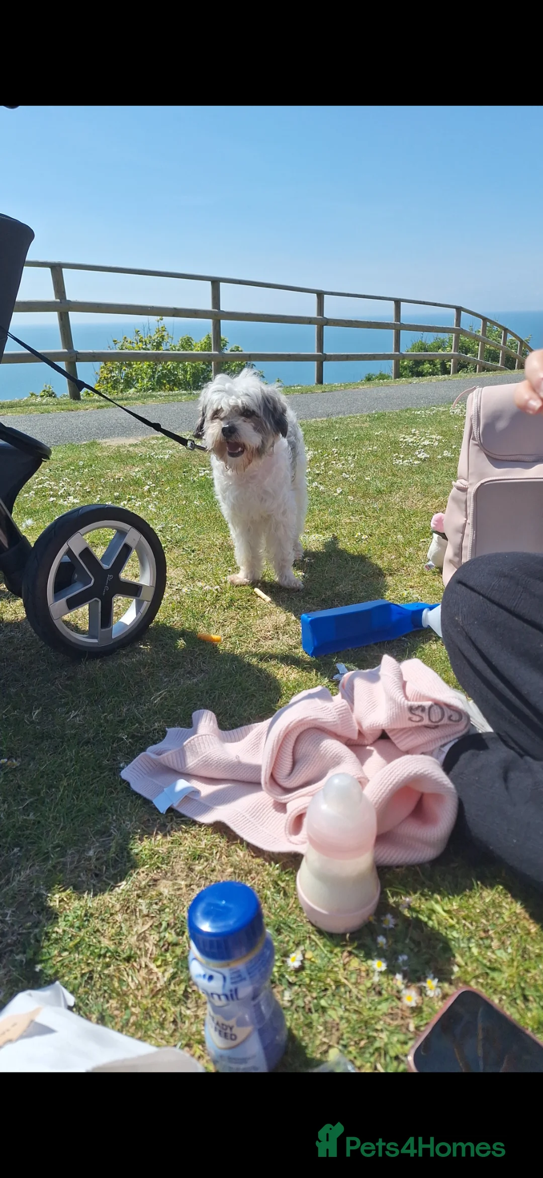 Cavapoo dogs for sale: Male 2 year old cavapoo  in Dartford - Advert 2