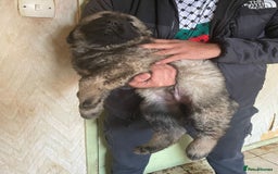 Caucasian Shepherd Dog dogs for sale: Caucasian shepherd puppies titan bloodline  - Image 6