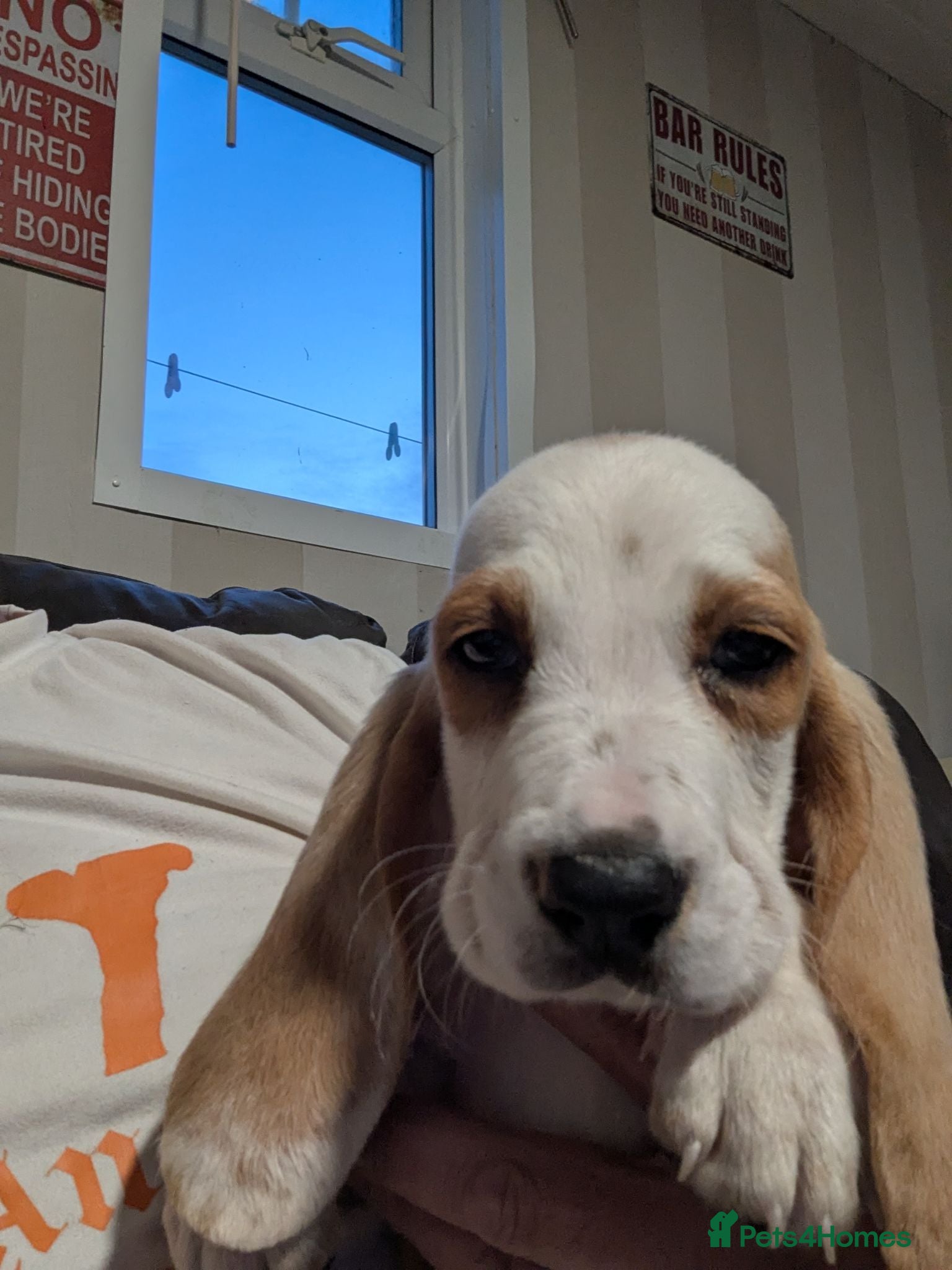 Basset Hound dogs Quality kc basset hound puppies  - Advert 1