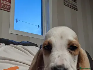 Basset Hound dogs Quality kc basset hound puppies - Advert 1