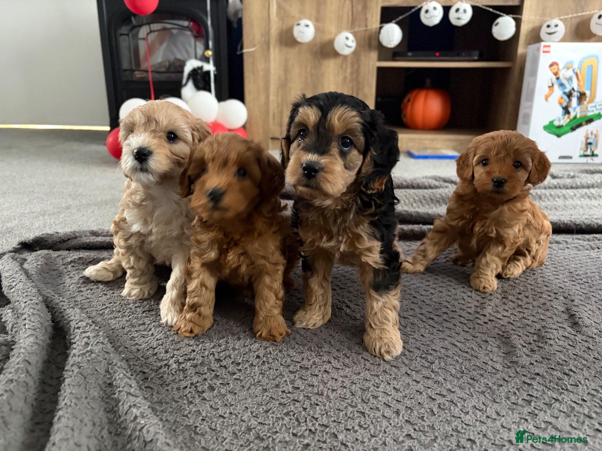 Cockapoo dogs 4 F2 cockapoo puppies - Advert 1