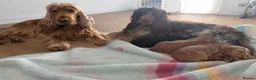 Cocker Spaniel dogs for sale: Beautiful Black & Tan girl  - Advert 7