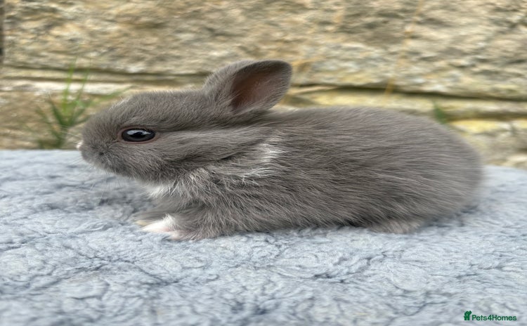 Netherland Dwarf rabbits - Advert 5