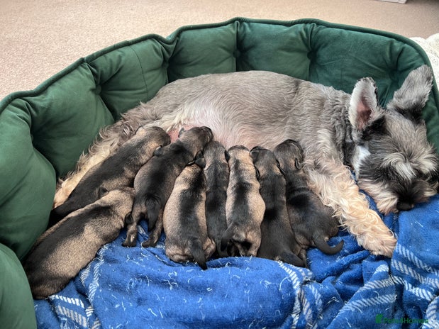 Miniature Schnauzer dogs - Advert 1
