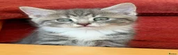 Mixed Breed cats for sale: Gorgeous home reared kittens  - Advert 29
