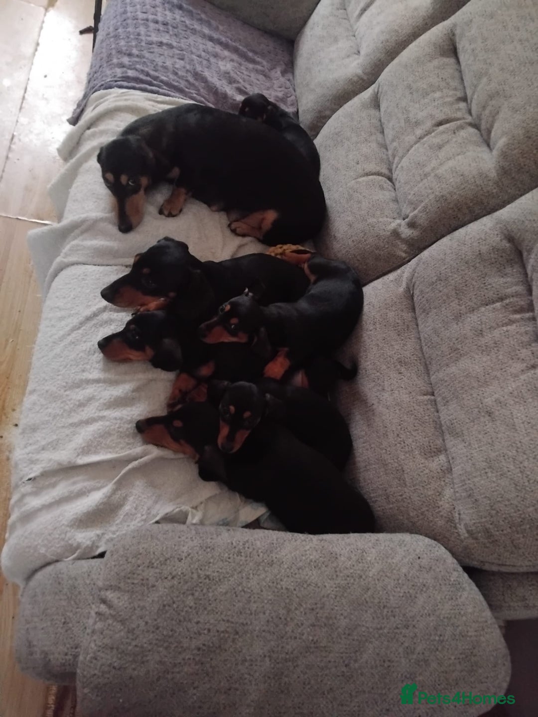 Dachshund dogs for sale: Dachshund puppies - Advert 5