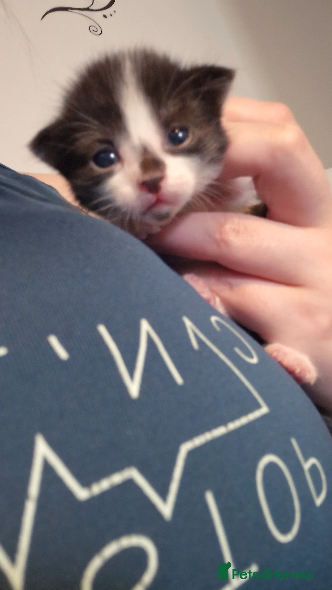 Mixed Breed cats for sale: 7 beauiful kittens looking for a forever home - Advert 2