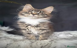 Maine Coon cats for sale: Champions- Bloodline Purebred Maine Coon Kittens  - Image 7
