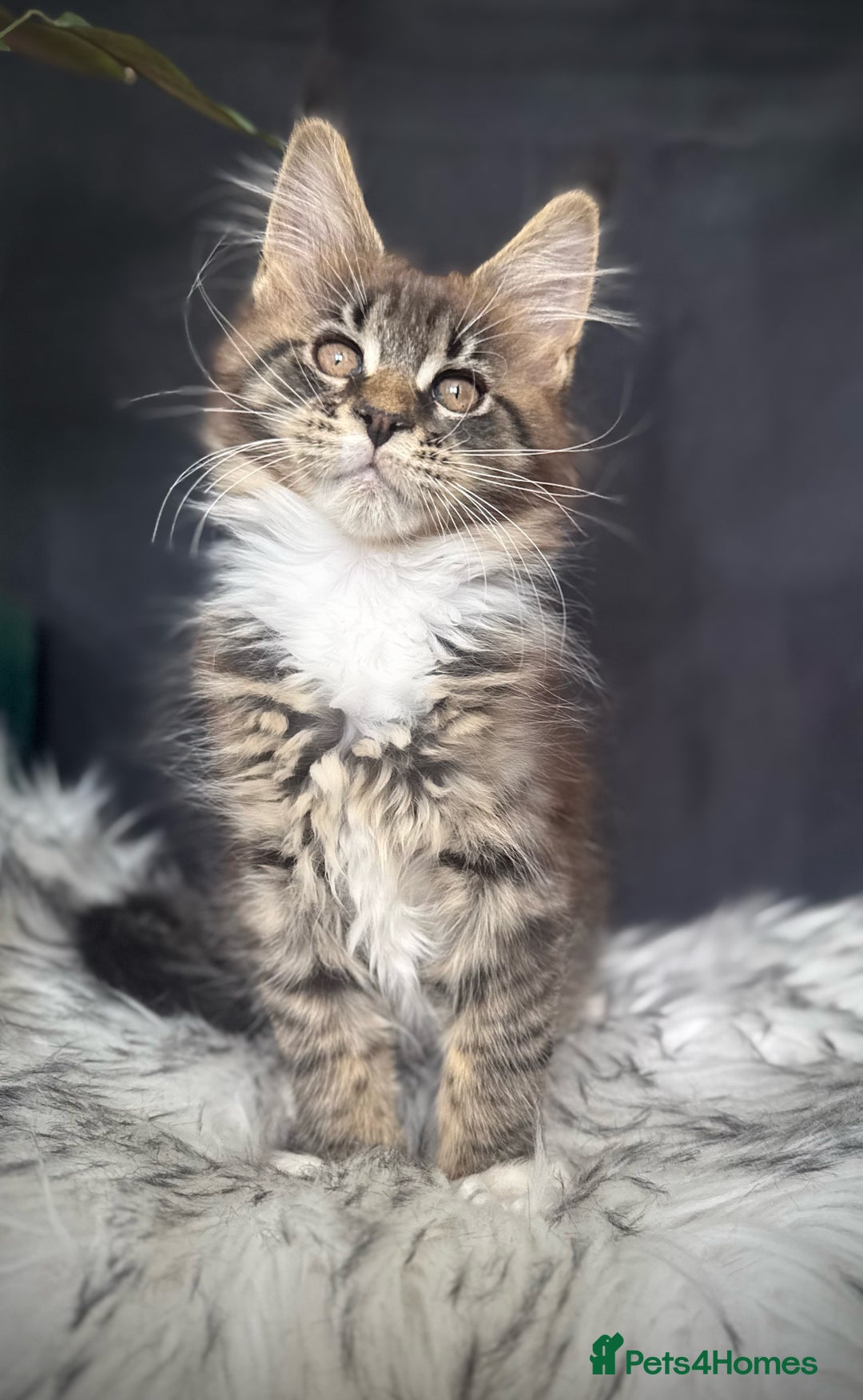 Maine Coon cats for sale: Champions- Bloodline Purebred Maine Coon Kittens  - Image 7