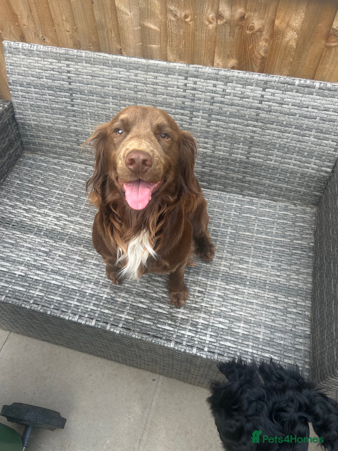 Cockapoo dogs for sale: 6 beautiful cocker spaniel puppies for sale - Advert 10