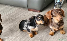 Dachshund dogs for sale: TWO DAUSHUNDS - Image 20