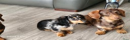 Dachshund dogs for sale: TWO DAUSHUNDS - Advert 20