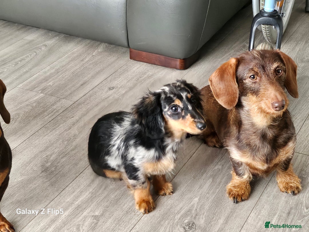 Dachshund dogs for sale: TWO DAUSHUNDS - Image 20