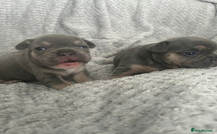 French Bulldog dogs - Advert 6