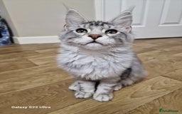 Maine Coon cats for sale: Pure maine coon - Image 31