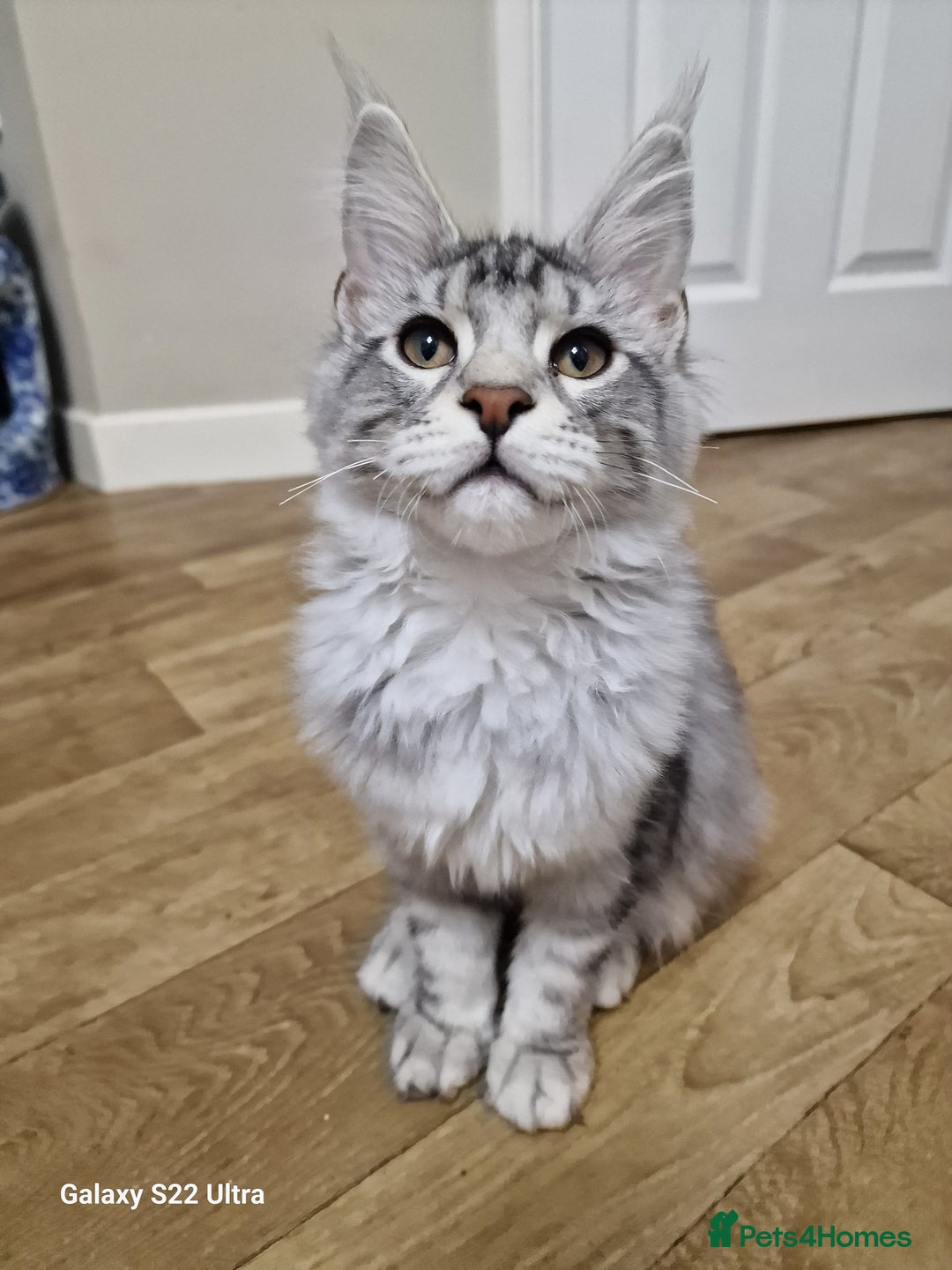 Maine Coon cats for sale: Pure maine coon - Image 31