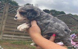 Cavapoo dogs for sale: Stunning Cavapoo puppies  - Image 2