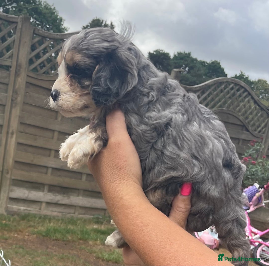 Cavapoo dogs for sale: Stunning Cavapoo puppies  - Image 2