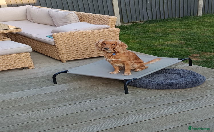 Cockapoo dogs - Advert 1