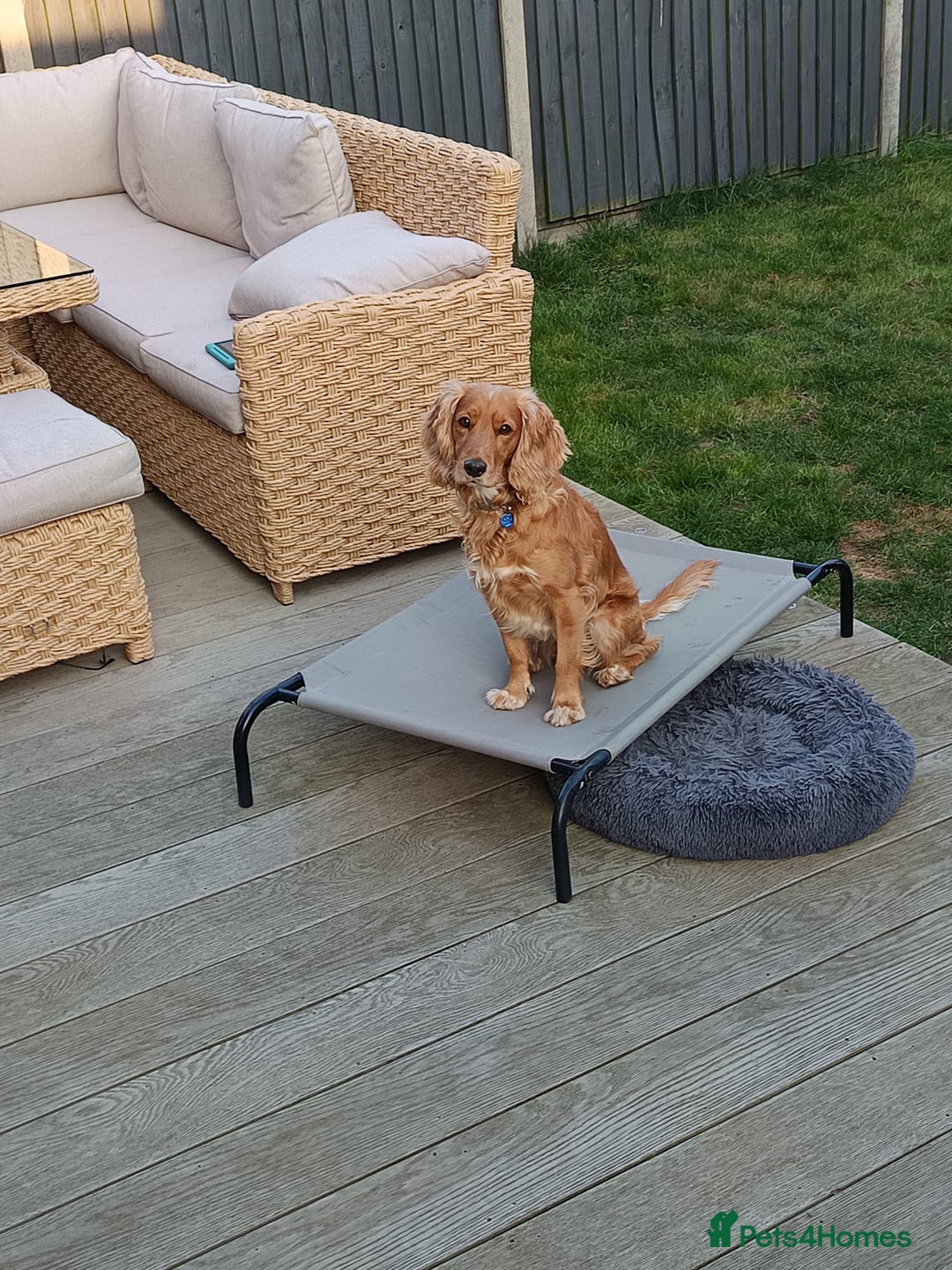 Cockapoo dogs for stud: Handsome and loving Cockapoo Stud - Image 1