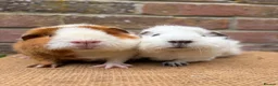 Guinea Pig rodents for sale: Beautiful pair of sows  - Advert 2