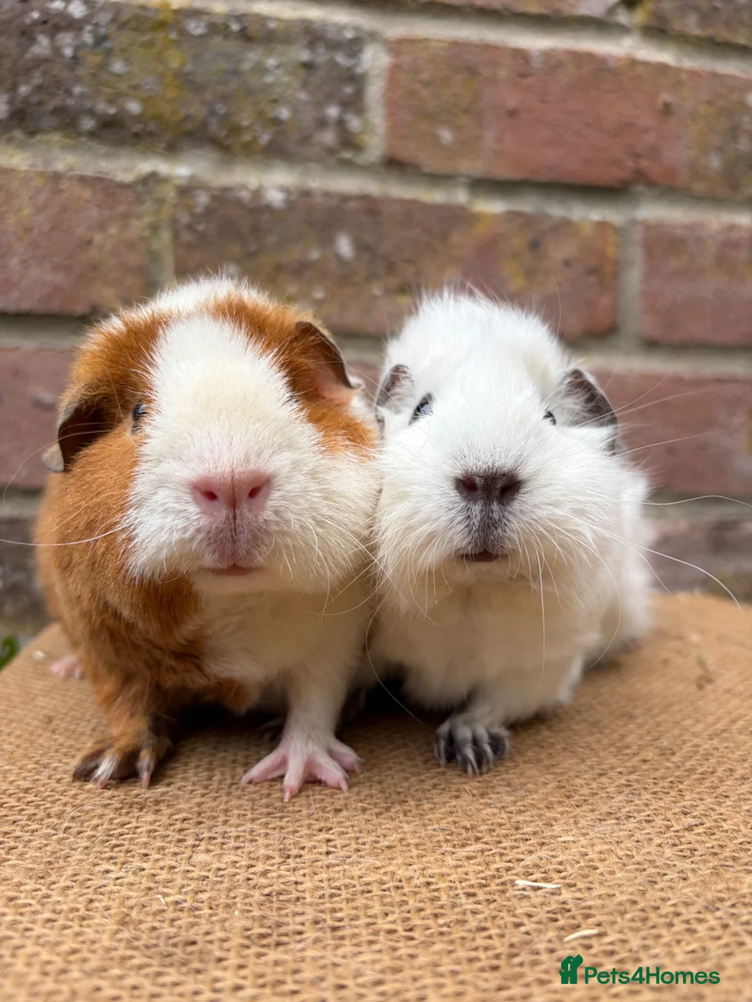 Guinea Pig rodents for sale: Beautiful pair of sows  - Advert 2