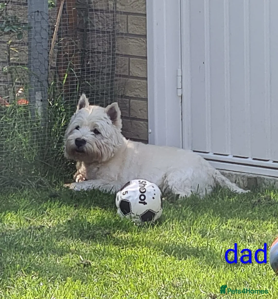 West Highland Terrier dogs for sale: Beautiful bestie pups - Advert 2