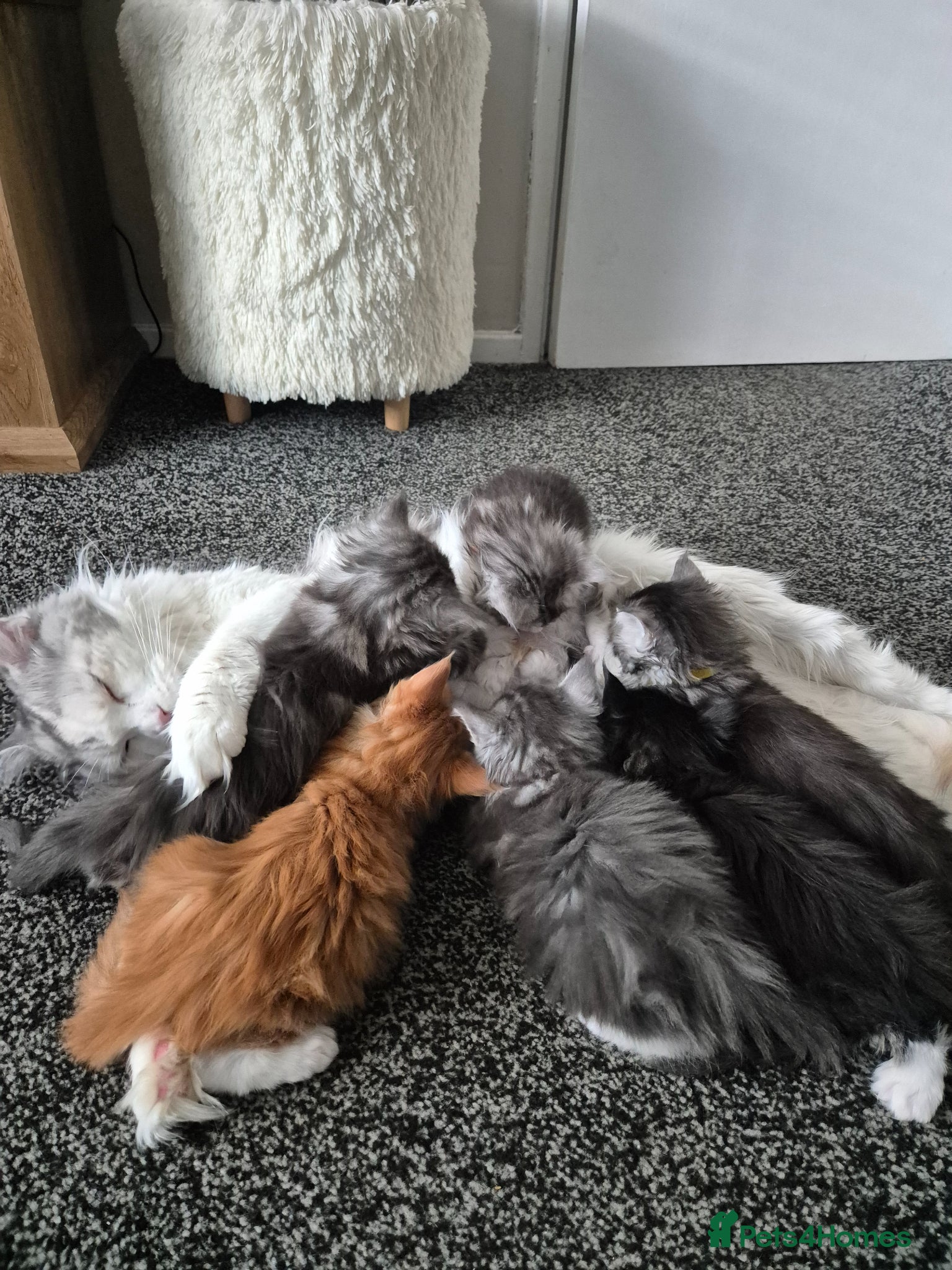 Maine Coon cats Adorable mainecoon kittens  - Advert 11