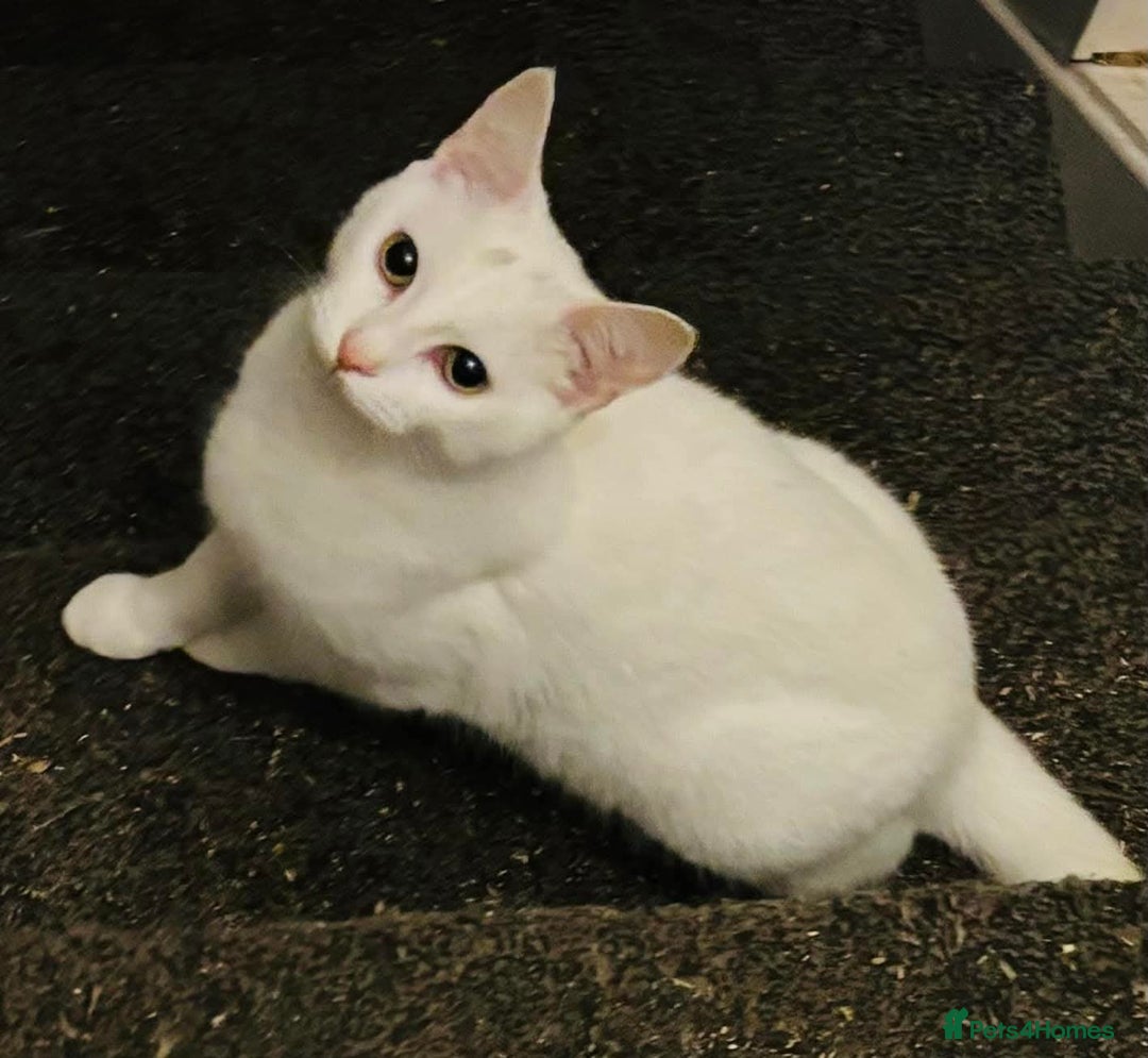 Domestic Shorthair cats for sale: Jackie hartley - Image 3