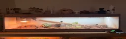 Monitor reptiles for sale: Ackie monitor with full enclosure suspected male  in Milton Keynes - Advert 1