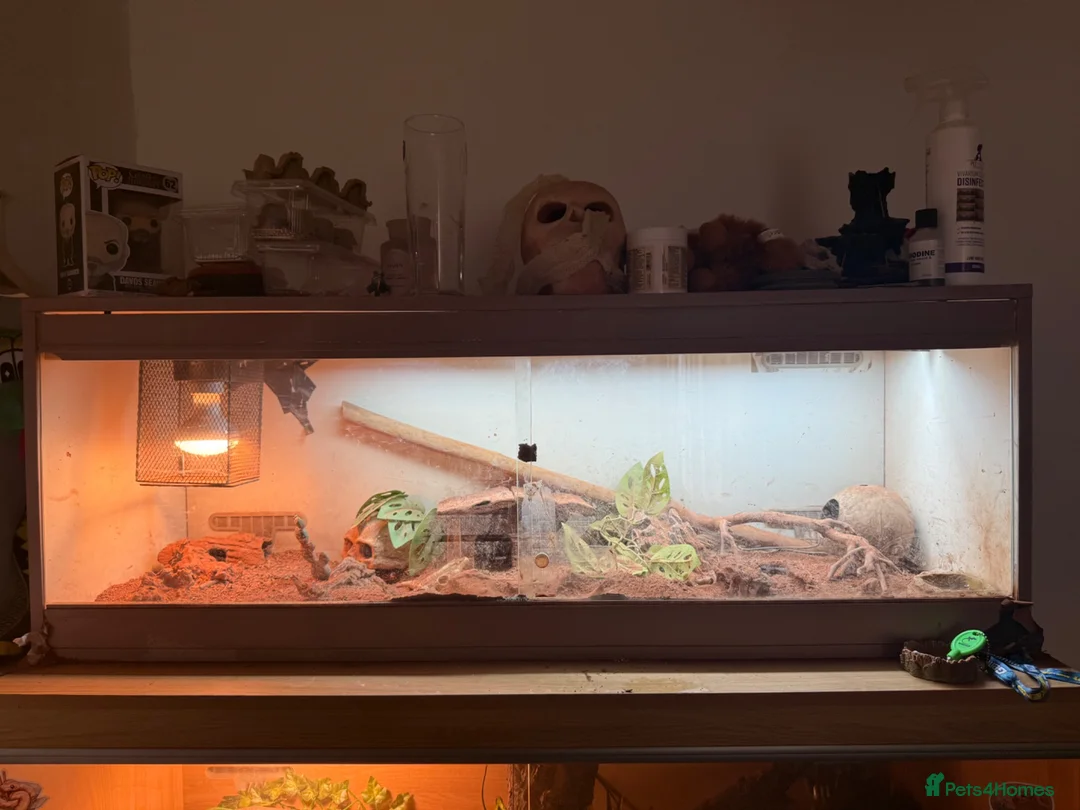 Monitor reptiles for sale: Ackie monitor with full enclosure suspected male  in Milton Keynes - Advert 1