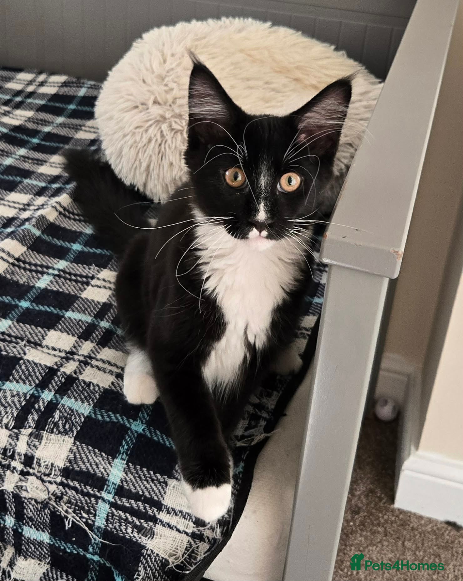 Maine Coon cats 1 Maine Coon Kitten Needing Home. - Advert 2