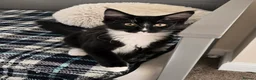 Maine Coon cats for sale: 1 Maine Coon Kitten Needing Home. - Advert 1