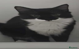 Mixed Breed cats for sale: Bonded 6 month Siblings - Image 4