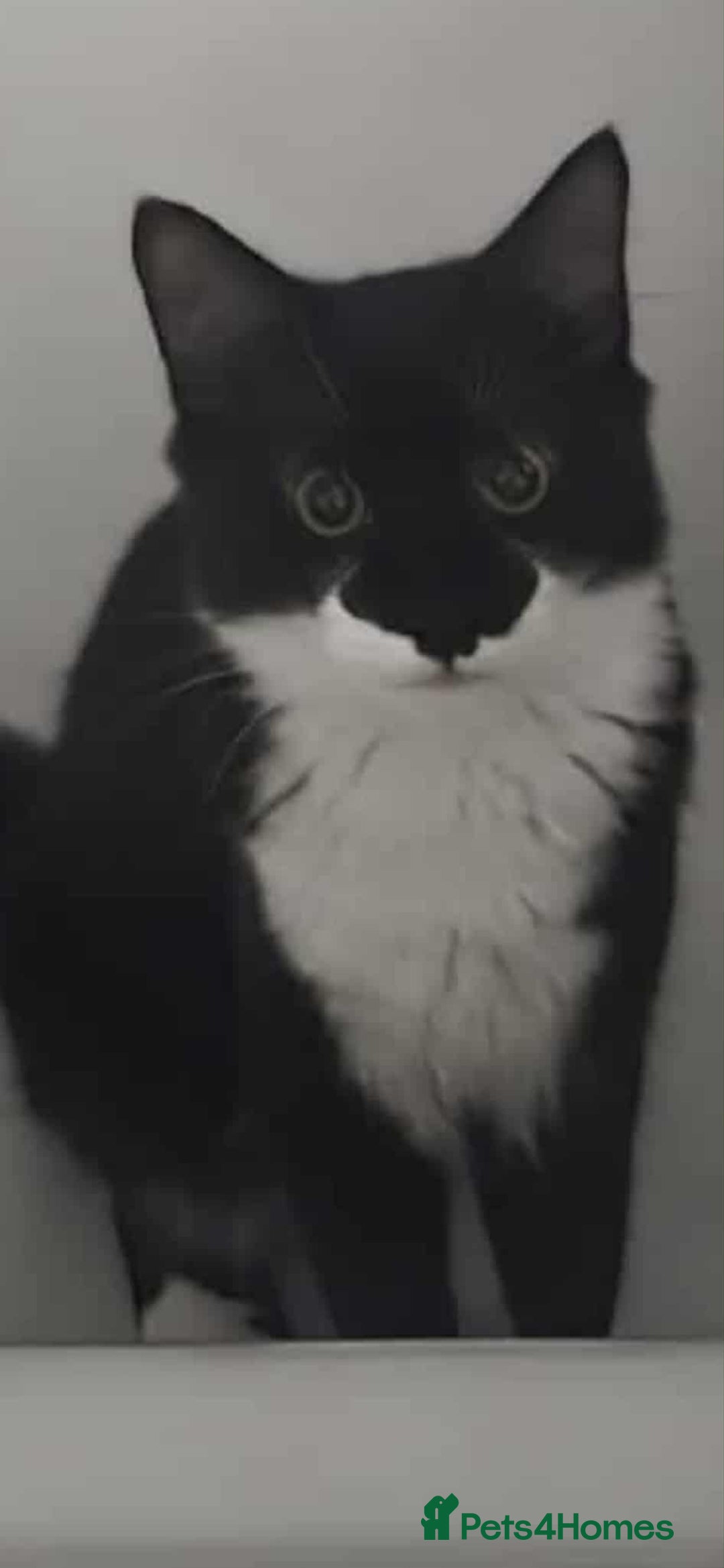 Mixed Breed cats for sale: Bonded 6 month Siblings - Image 4