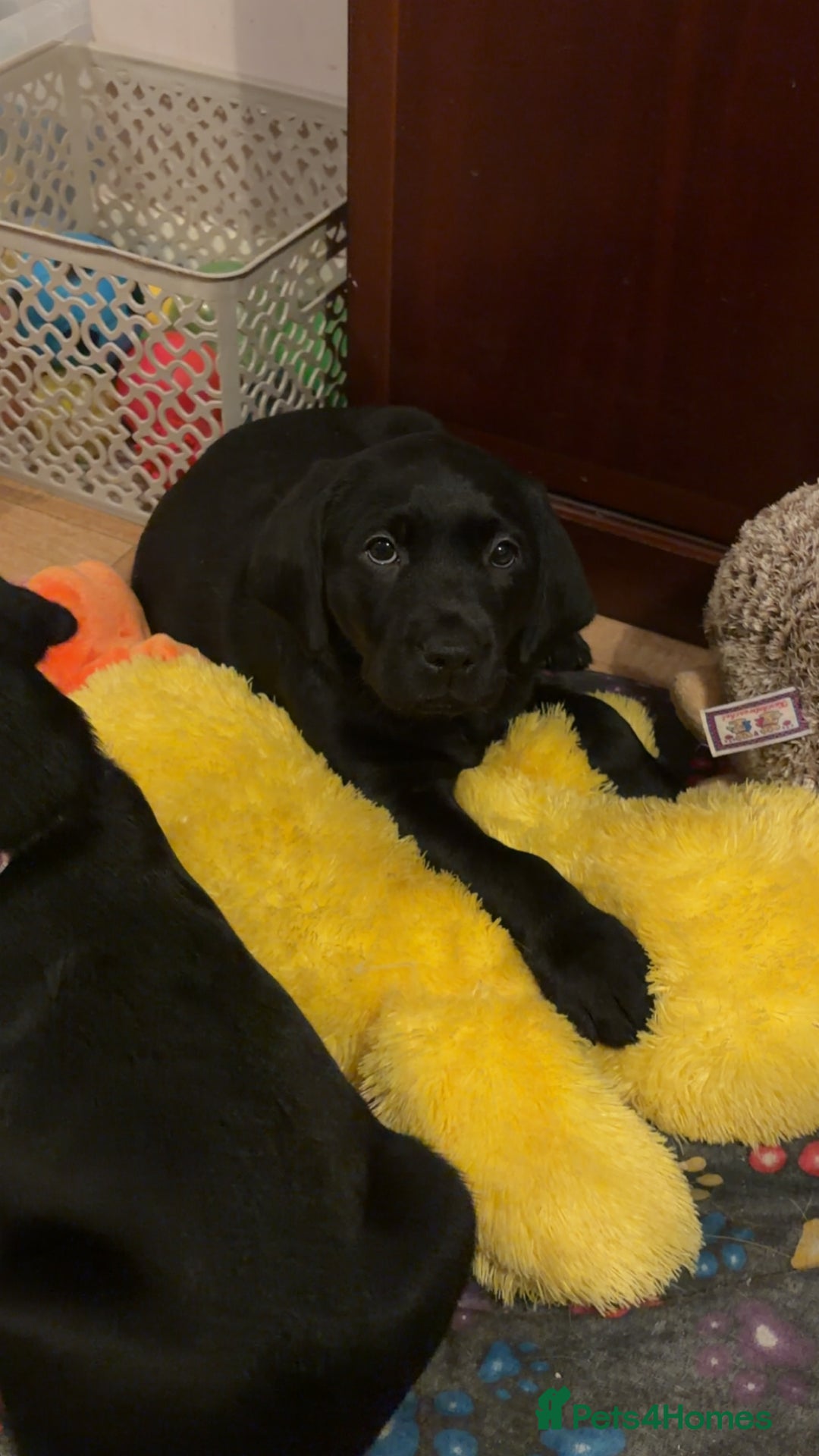 Labrador Retriever dogs for sale: 3 Black Labrador puppies from a litter of 10!! - Advert 2