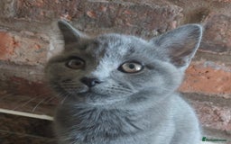 British Shorthair cats for sale: Stunning British Short ready for forever home - Advert 5