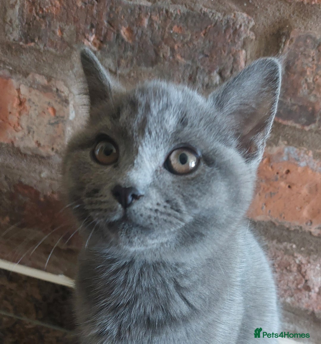 British Shorthair cats for sale: Stunning British Short ready for forever home - Advert 5