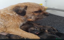 Border Terrier dogs for sale: BORDER TERRIER PUPS KC REG SLEM CLEAR - Image 8
