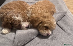 Mixed Breed dogs for sale: Cavapoo X Shihpoo puppies for sale - Image 8