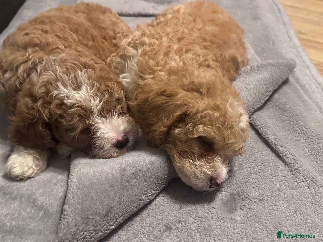 Mixed Breed dogs for sale: Cavapoo X Shihpoo puppies for sale - Image 8