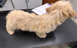 Maltipoo dogs for sale: F1 toy maltipoo female beautiful champagne/golden - Image 2